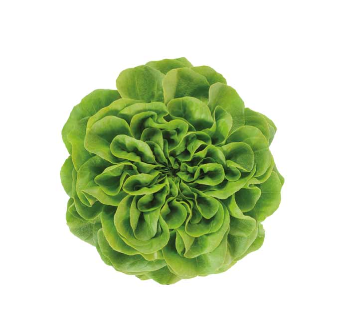 Insalata Salanova - immagine 2