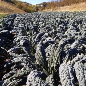 Cavolo nero